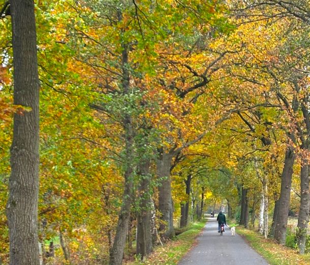 Alleen - wie hier eine am Rotenburger Mühlenende zu sehen ist - gibt es in Rotenburg nicht viele.