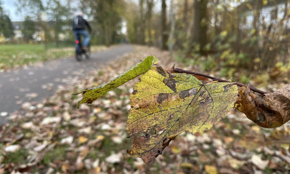 Zu sehen sind Bäume und ein Ast mit Blättern am Sandhasenweg. Im Hintergrund fährt ein Radfahrer.