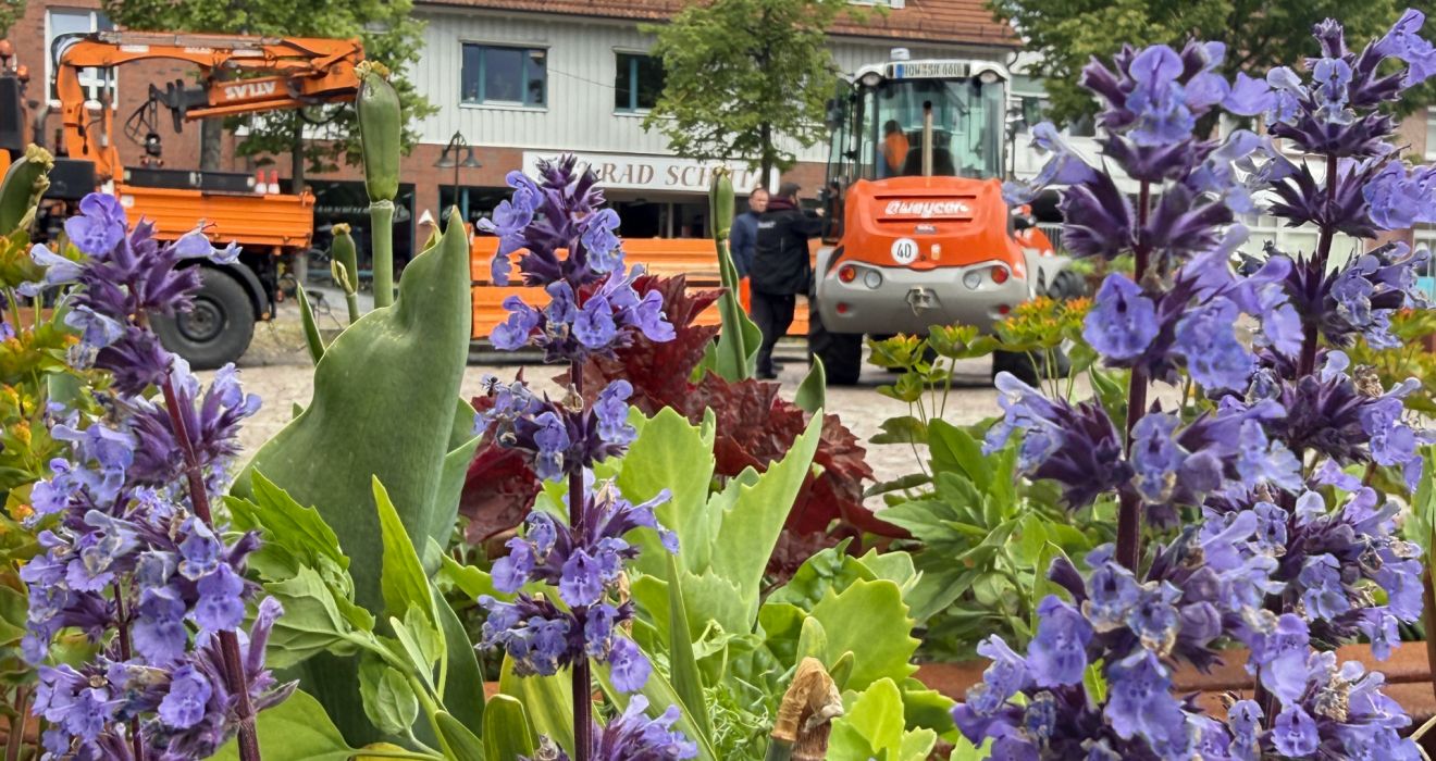 Stauden sind ausdauernd und bringen Farbe auf den Neuen Markt.